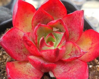 Echeveria Rojo - belle succulente - feuille de propagation
