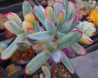 Cotyledon Orbiculata Variegated – wunderschönes Sukkulenten-Vermehrungsblatt