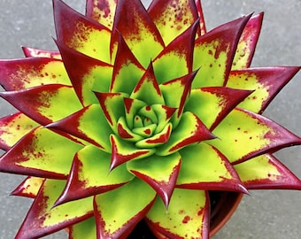 Echeveria Agavoides Red Edge - Rossetto Echeveria - bellissima succulenta - foglia di propagazione