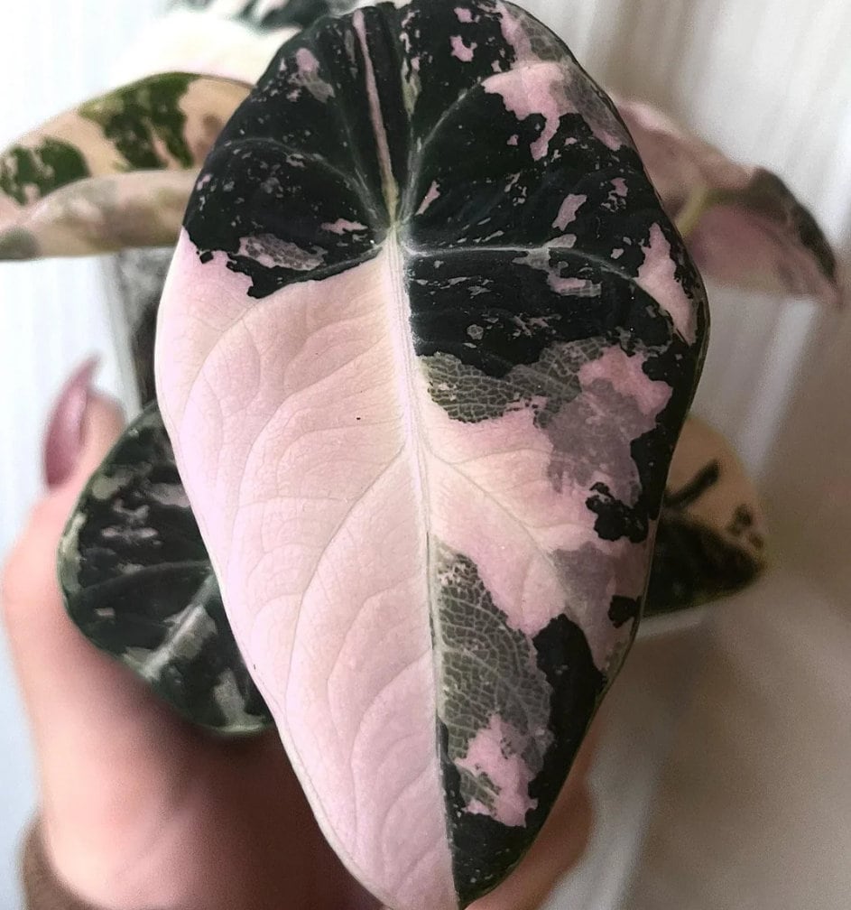 Alocasia Black Velvet Pink Variegata - Rare Plant - Bulbs