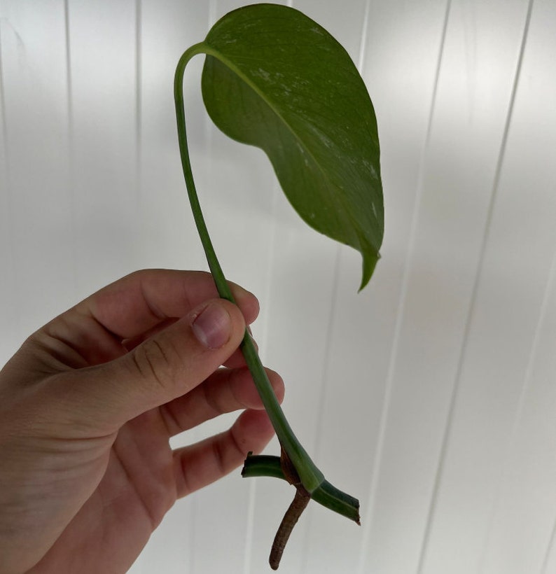 Monstera Deliciosa Albo Variegated Monstera Variegated Plantas Raras Esquejes de Monstera Nodos de Propagación Cutting with Leaf