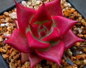 Echeveria Luming - belle succulente - feuille de propagation