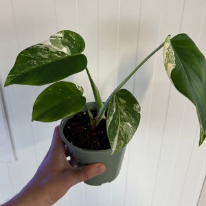 Monstera Deliciosa Albo Variegated Bunte Monstera Seltene Pflanzen Monstera-Stecklinge Vermehrungsknoten Plant