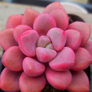 Echeveria Polar Heart - hermosa suculenta - hoja de propagación