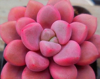 Echeveria Polar Heart - beautiful succulent - propagation leaf