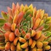 see more listings in the Écheveria section