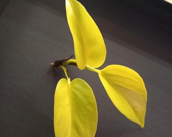 Scindapsus Golden Pothos - Planta rara - Hermosa planta - Esquejes