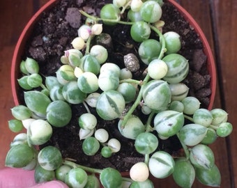 Senecio Rowleyanus Variegated - String Of Pearls - Cuttings