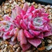see more listings in the Echeveria section