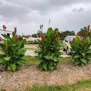 Canna Lily Bulb (tuber)