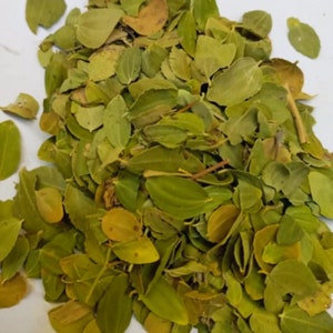 Jujube leaves - Sidr 50g for Roqya and purification | Protection against black magic and the evil eye