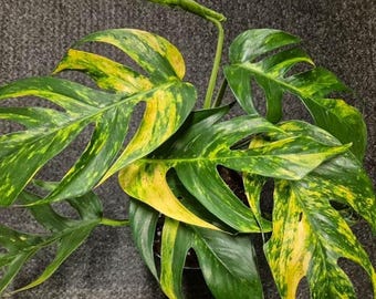 Epipremnum Pinnatum Aurea Variegata Stekken - zeldzame gele vlamplant