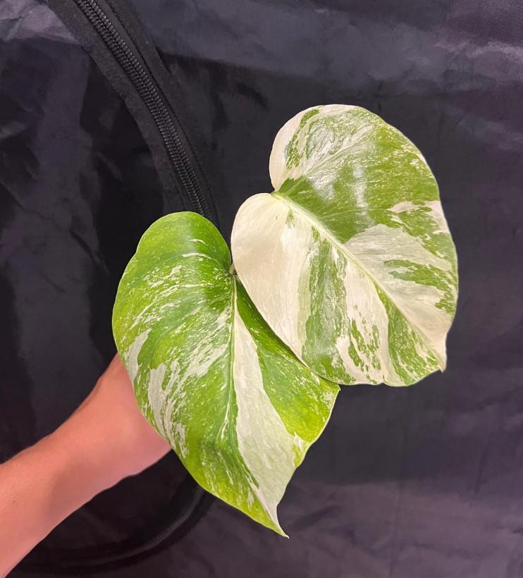 monstera pflanze draußen Monstera deliciosa - Monstera deliciosa