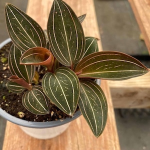 Jewel Orchid Ludisia Discolor - Rare Plant - Beautiful Plant - Cuttings