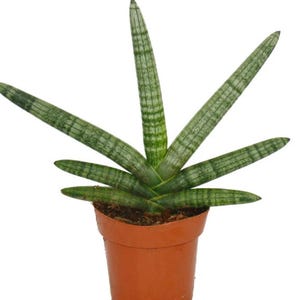 Sansevieria Cylindrica - Starfish Snake Plant - Beautiful Plant