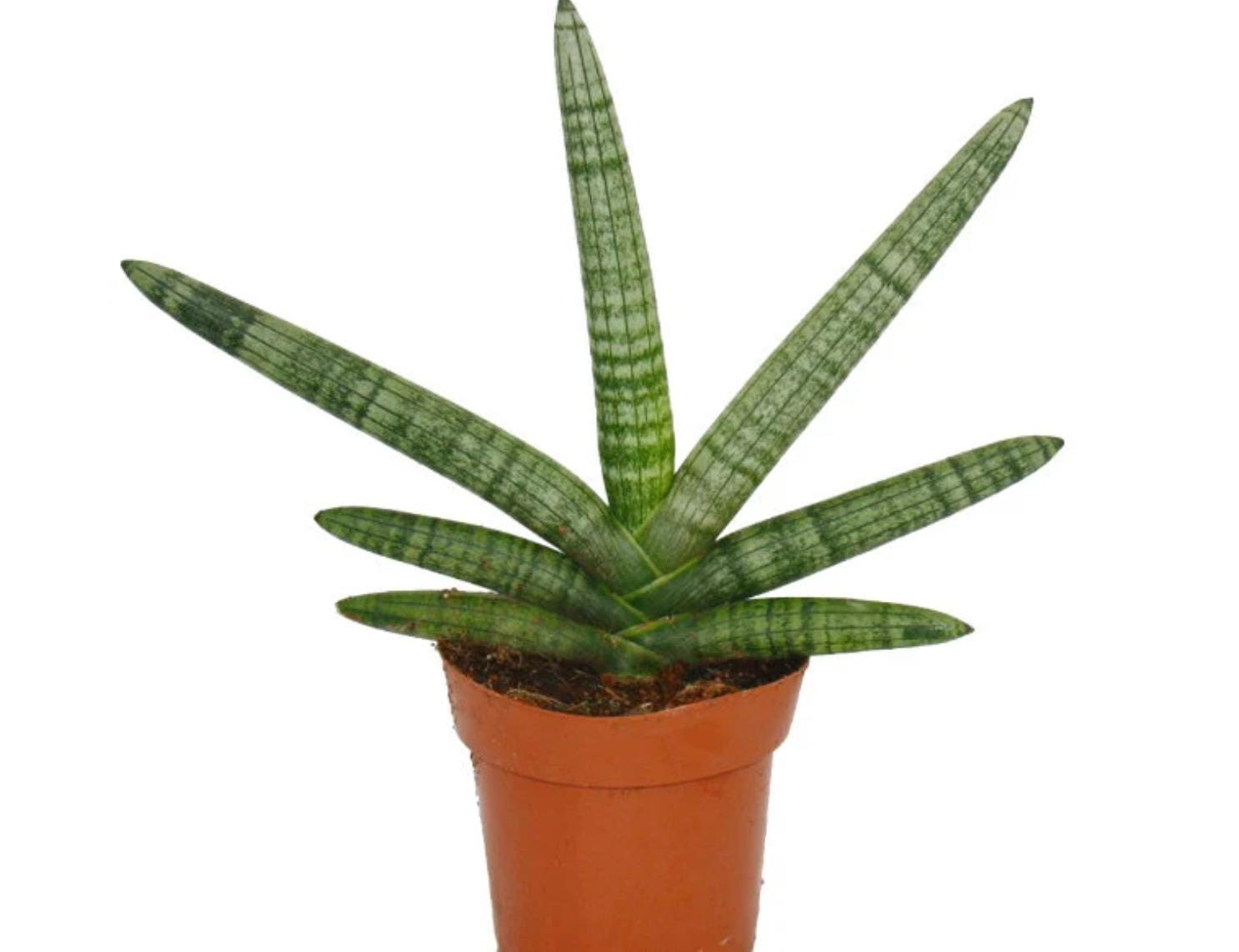 Sansevieria cylindrica - Etsy.de