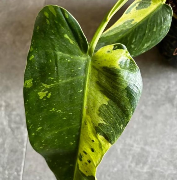 Bouture Philodendron Jose Bueno - Plante tropicale rare - Etsy France
