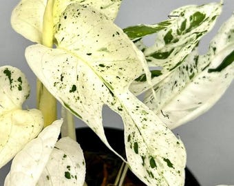 Epipremnum Pinnatum Marble Variegata-stek - zeldzame plant