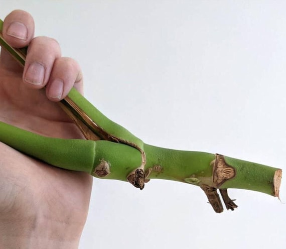 Bunte Monstera Albo Steckling: Seltener Pflanzenvermehrungsknoten - Etsy.de