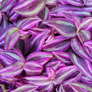 Könnte beinhalten: Nahaufnahme einer lebendigen Zebrina-Pflanze. Die Blätter zeigen ein auffälliges Muster aus lila, rosa und grünen Streifen. Das Laub der Pflanze erzeugt eine dichte, strukturierte Darstellung, die ihre einzigartigen Farbvariationen zeigt.