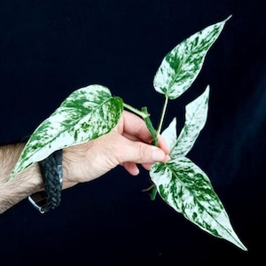 Può includere: Primo piano di una talea di pianta con foglie variegate. Le foglie presentano un mix di bianco e verde con un motivo maculato. La pianta è tenuta su uno sfondo nero, evidenziando i colori e le trame vibranti del fogliame.