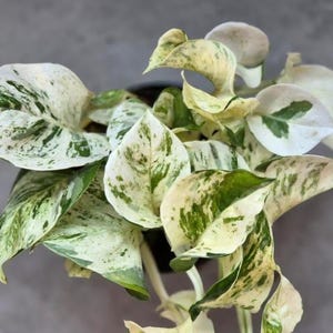 May include: Close-up of a potted houseplant with large, variegated leaves. The leaves are mainly white with irregular patterns of green and yellow. The plant has a lush appearance, with multiple leaves visible.