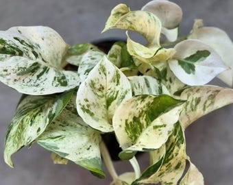 Epipremnum Pinnatum Happy Leaf Cutting - zeldzame tropische plant