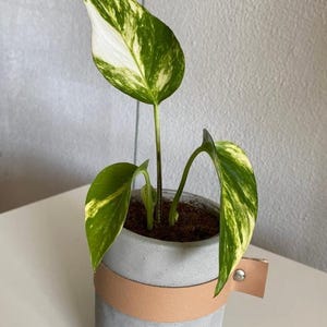 Op de afbeelding: Een bonte pothosplant met groen-witte hartvormige bladeren in een cilindervormige grijze betonnen plantenbak. De plantenbak is omcirkeld door een lichtbruine leren band die aan de zijkant is vastgezet met een zilverkleurige metalen klinknagel.