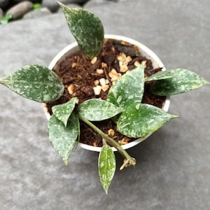 Hoya Lacunosa Splash - vetplant - 1 blad met knoop