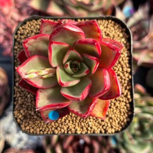 Può includere: Primo piano di una pianta succulenta in un vaso nero quadrato. La pianta ha foglie verdi con bordi rossi. Il terreno è ricoperto da piccoli ciottoli marroni e rotondi. Un piccolo punto blu è visibile sulla pianta.