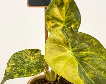 Alocasia Wentii variegata - Seltene Pflanze - Blumenzwiebel