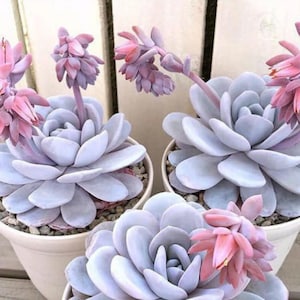 Peut inclure: Gros plan de plusieurs succulentes en pot avec des feuilles bleu-vert pâle et des tiges florales roses. Les succulentes sont dans des pots blancs remplis de petits galets. Les fleurs sont d'un rose vif.