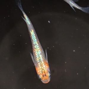 Ovas de Arroz Japonesas - Medaka Ulysses Cobalt