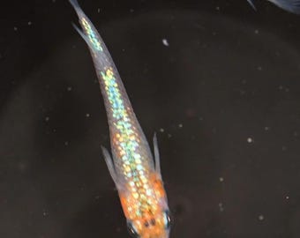 Japanse rijstviseieren - Medaka Ulysses Cobalt