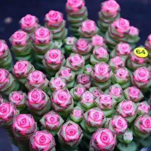 Puede incluir: Primer plano de una planta suculenta con hojas verdes apiladas y vibrantes flores rosas en forma de rosa. La planta tiene una apariencia única y texturizada, con una pequeña etiqueta amarilla con el número "64".