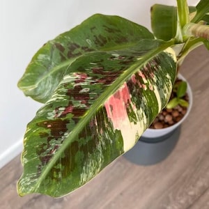 Musa Cavendish Variegata - Seltene Bananenpflanze