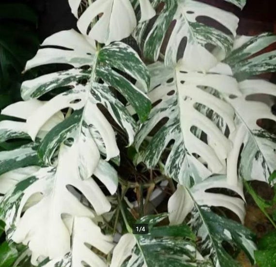 Bunte Monstera Albo Steckling: Seltener Pflanzenvermehrungsknoten - Etsy.de