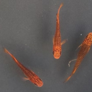 Peut inclure: Trois petits poissons orange, avec des motifs d'écailles détaillés, vus d'en haut sur un fond gris foncé. Les poissons ont des corps fins et de petites nageoires, avec une nuance d'orange légèrement plus foncée sur la tête.