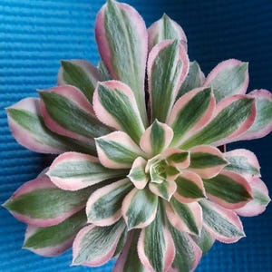 Aeonium Moon Goddess - beautiful succulent - propagation leaf