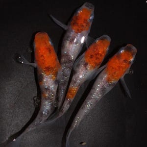 Uova di pesce di riso Medaka giapponesi - Colori assortiti, laghetto per acquario