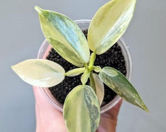 Variegated Silver Sword Philodendron Hastatum Cutting - Rare Plant
