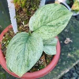 Scindapsus Treubii Moonlight Mint - Plante rare - Belle plante - Boutures