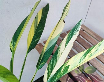 Bonte Epipremnum Amplissimum stek - zeldzame plant