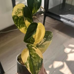 Può includere: Una pianta da interno in vaso con grandi foglie variegate. Le foglie presentano un mix di giallo brillante e verde scuro, creando un contrasto sorprendente. La pianta è in un piccolo vaso scuro, adatta per la decorazione.