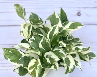 Epipremnum Pinnatum Njoy Cutting - zeldzame plant