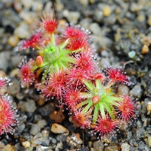 Drosera Callistos - Carnivorous Plants - Drosera Leafs - Propagation Leafs
