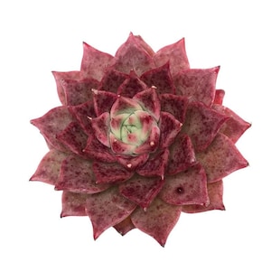 Echeveria A Million Roses - beautiful succulent - propagation leaf