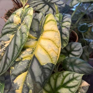 Alocasia Silver Dragon Variegata - Rare Plant - Beautiful Plant