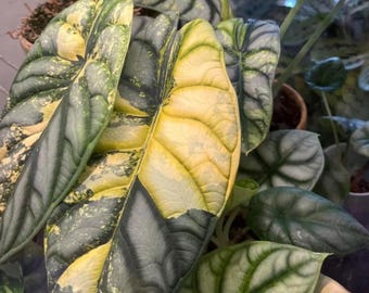 Bunte Alocasia Silver Dragon Corm - Seltene Pflanze