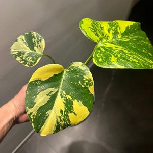 Monstera deliciosa Aurea - Monstera Aurea- Rare Plant - Beautiful Plant